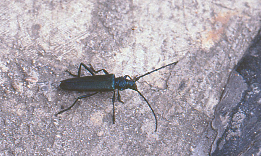fam. Cerambycidae. Italia, Brescia, Provided by Paolo to children for didactics, but not shot with them. (old analogue)